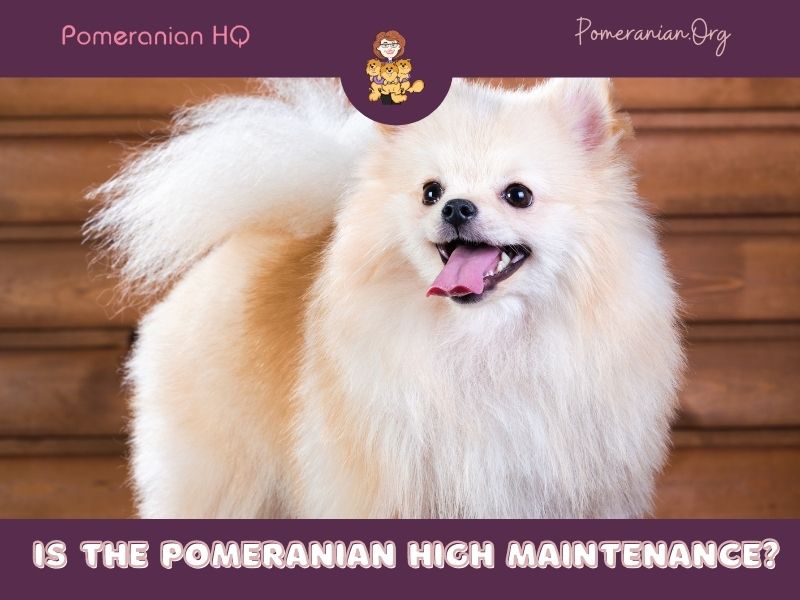 Is The Pomeranian High Maintenance Or Not?