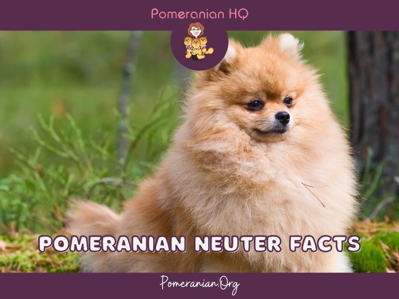 Pomeranian Neuter Facts