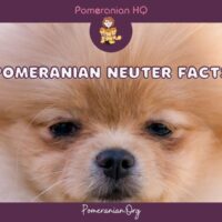 Pomeranian Neuter Facts