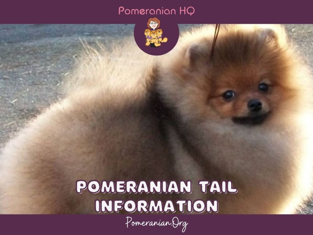 A Complete Guide To Pomeranian Tails