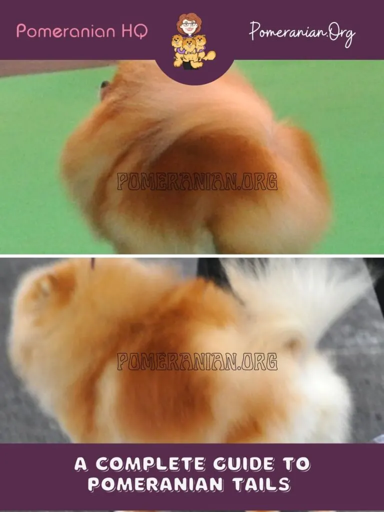 Pomeranian Tail-Sets