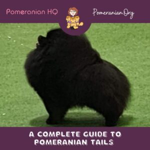 Pomeranian Tails