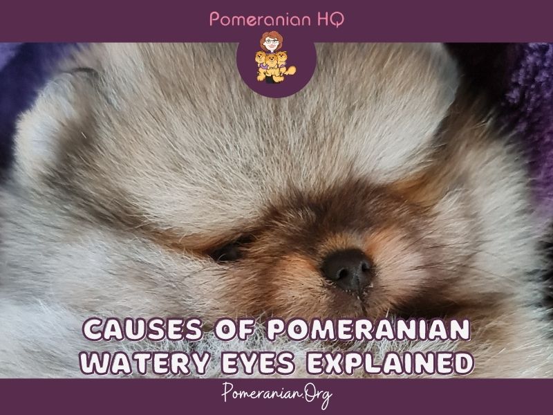 Pomeranian Watery Eyes