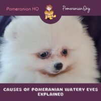 Pomeranian Watery Eyes