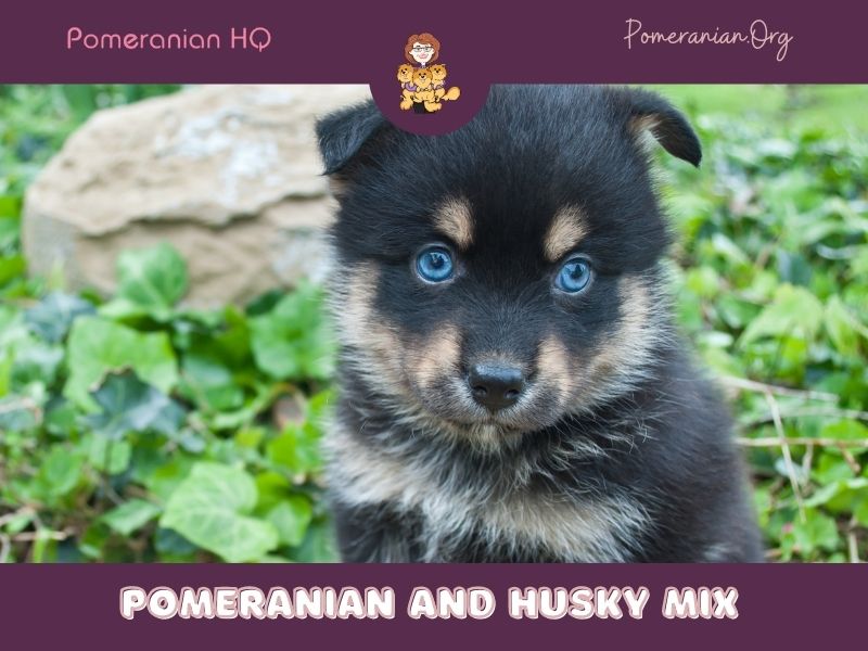 Pomeranian and Husky Mix