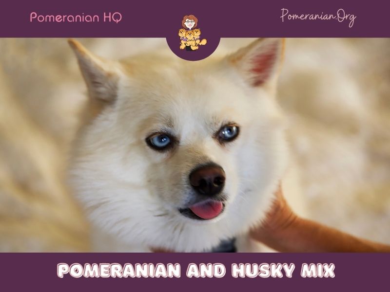 Pomeranian and Husky Mix