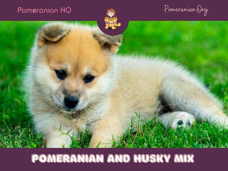 beagle pomeranian mix puppies