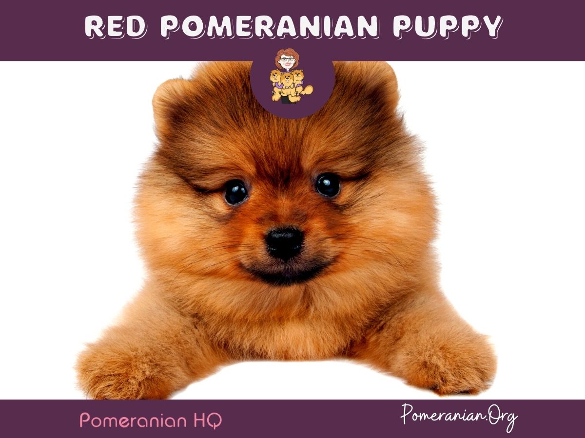 Red store pomeranian puppy