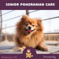 Senior Pomeranian Care
