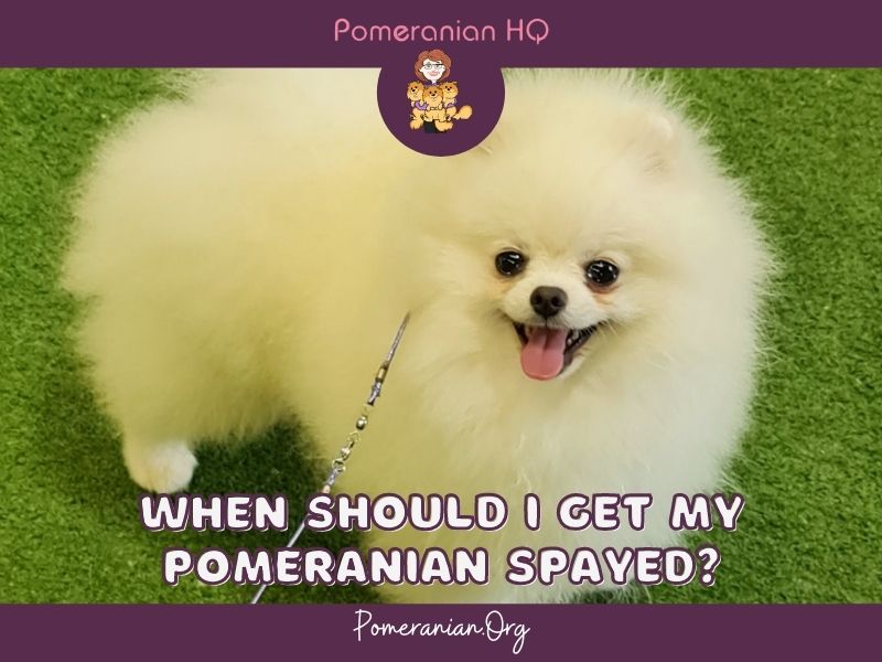 When Should I Get My Pomeranian Spayed?