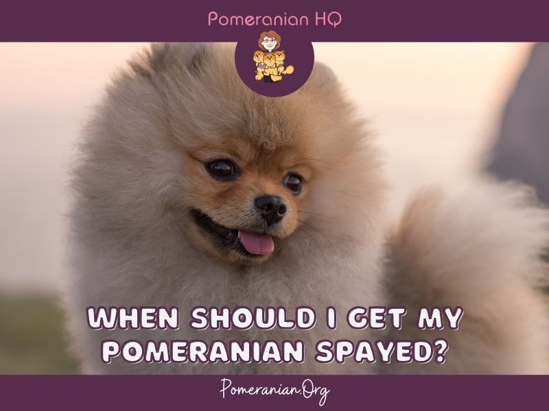 when should you neuter a pomeranian puppy