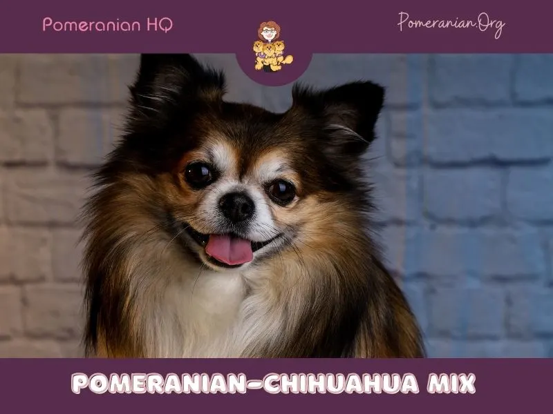 Pomeranian Chihuahua Mix
