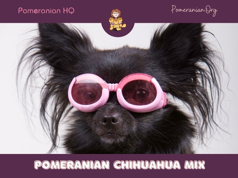 Pomeranian Chihuahua mix