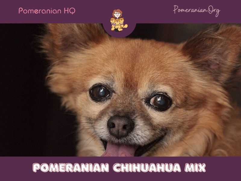 Pomeranian Chihuahua mix