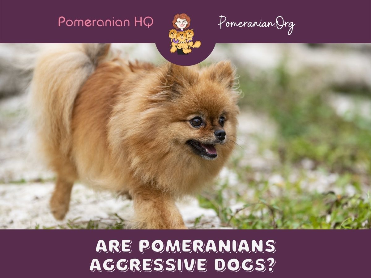 Are Pomeranians Aggressive Dogs?
