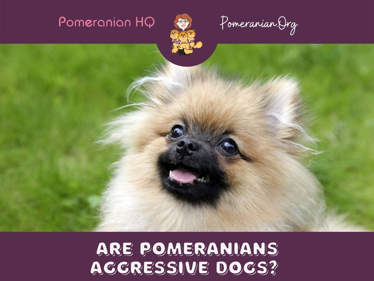 Aggressive pomeranian store