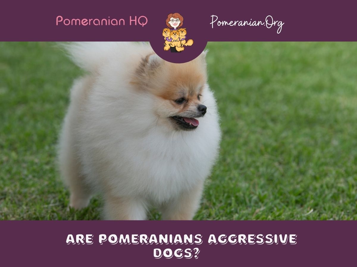 Are Pomeranians Aggressive Dogs?