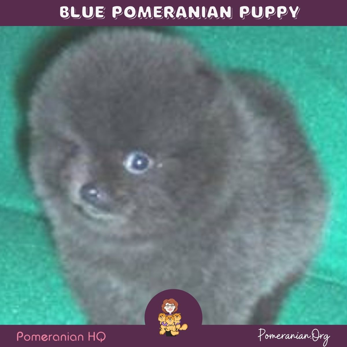 Blue Pomeranian Puppy bred by Beau James Pomeranians.