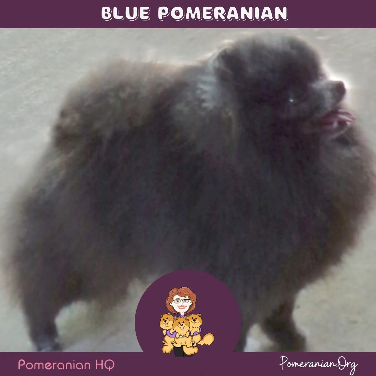 Blue Pomeranian bred by Beau James Pomeranians.