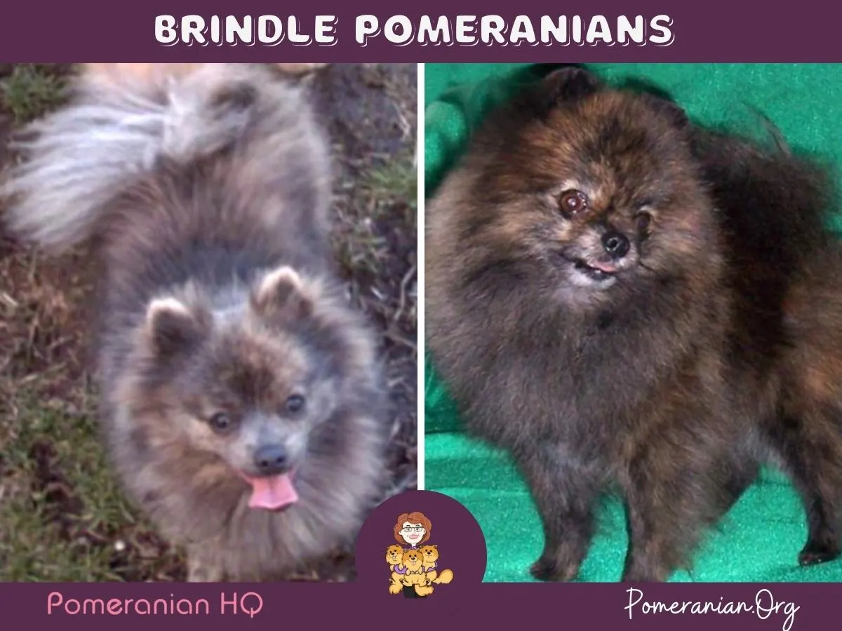 Brindle Pomeranian Dogs