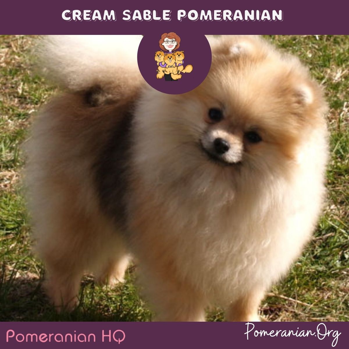 Cream Sable Pomeranian