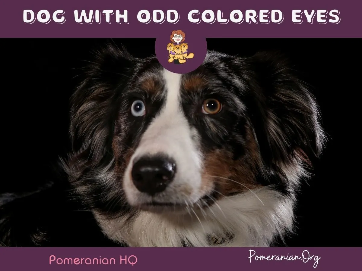 Dog odd colored eyes