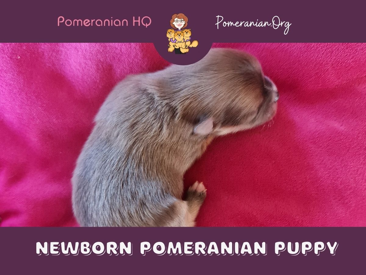 New-born Pomeranian Puppy