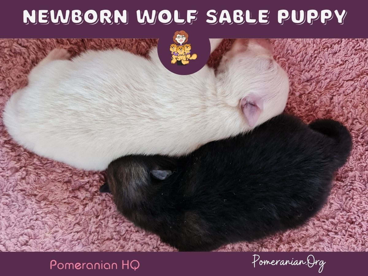 Newborn wolf sable Pomeranian puppy with its cream litter mate.