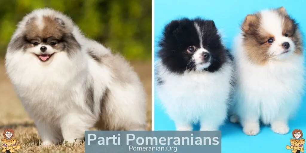 Adult and Puppy Parti Color Pomeranians