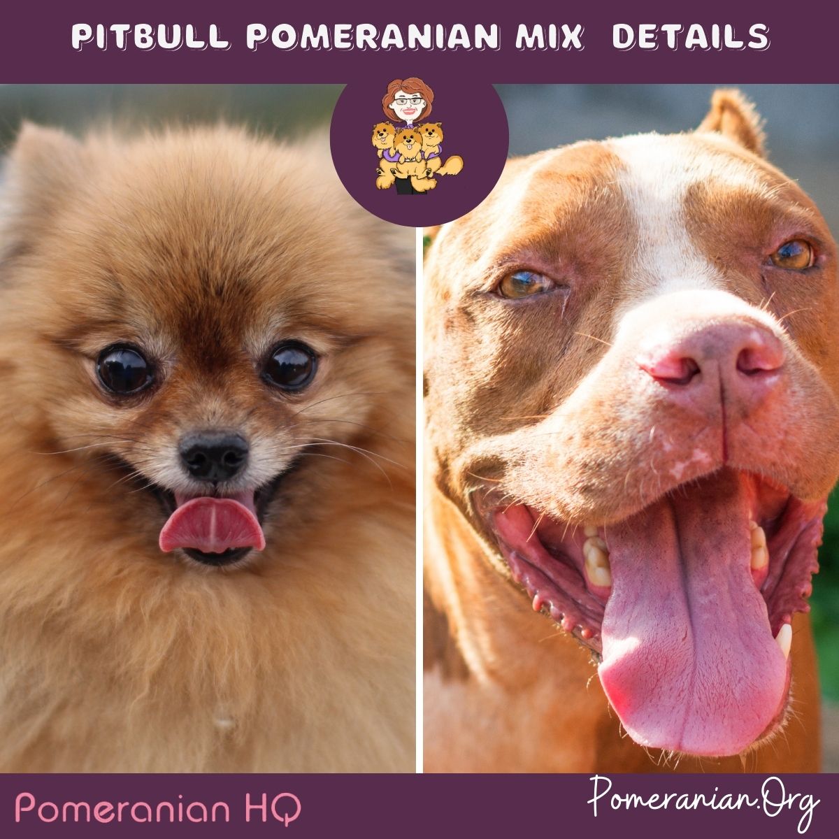 Pitbull Pomeranian mix details