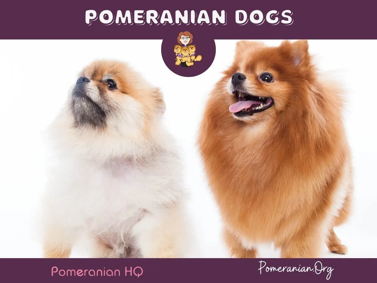Pomeranian-Dogs
