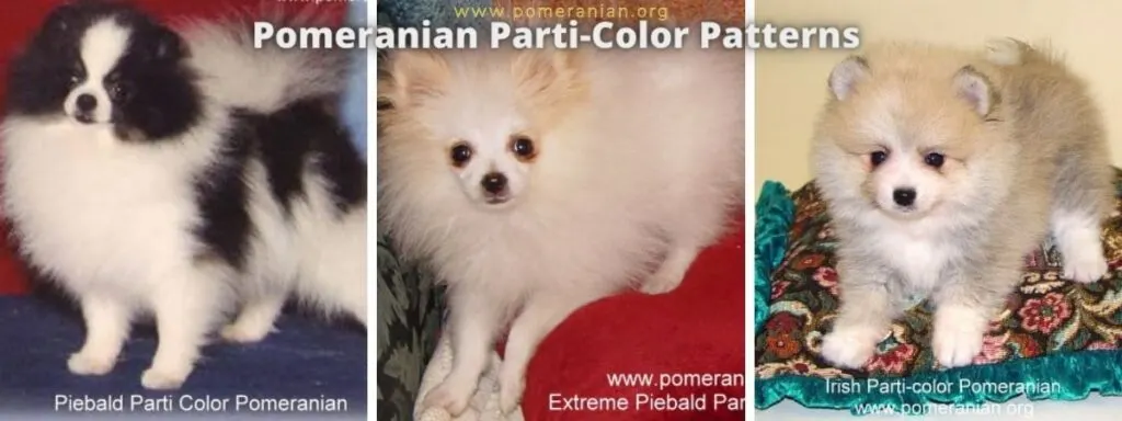 Pomeranian Parti-Color Patterns
