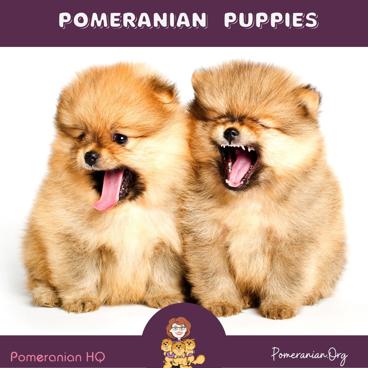 Miniature 2024 pom puppies