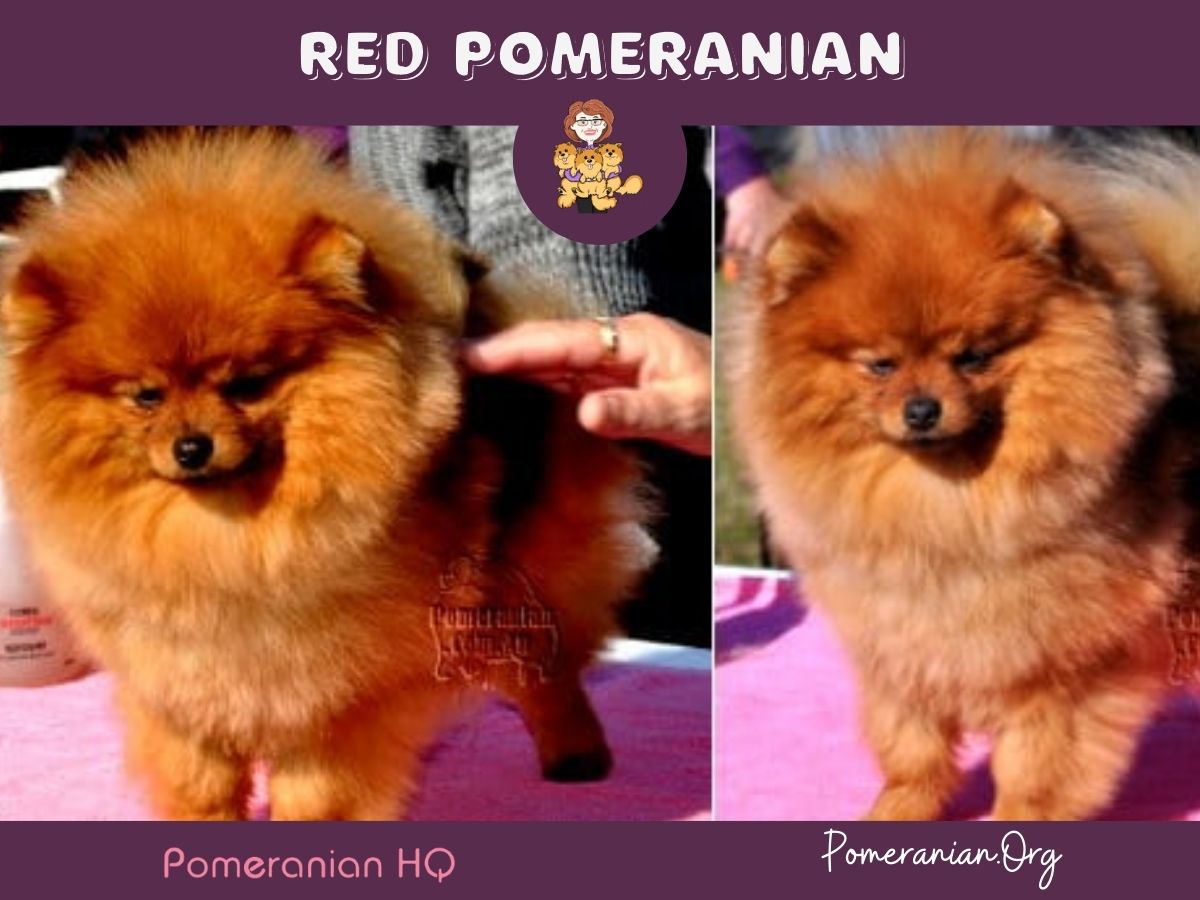 Red Pomeranian Dog