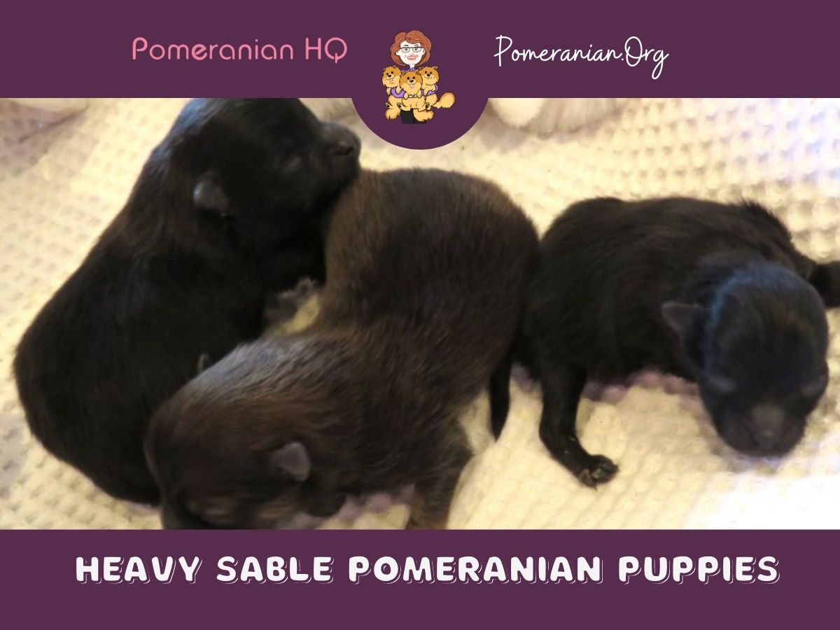 Heavy Sable Pomeranian Puppies