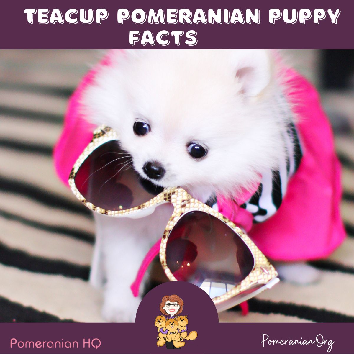 Teacup Pomeranian Puppy Facts