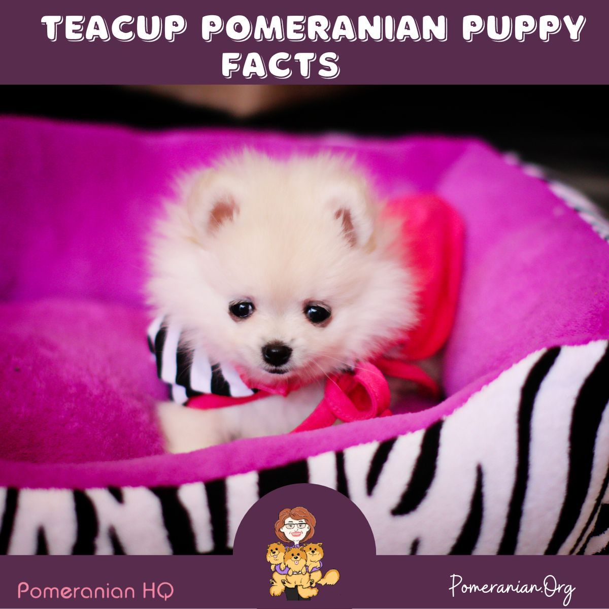 Teacup Pomeranian Puppy Facts
