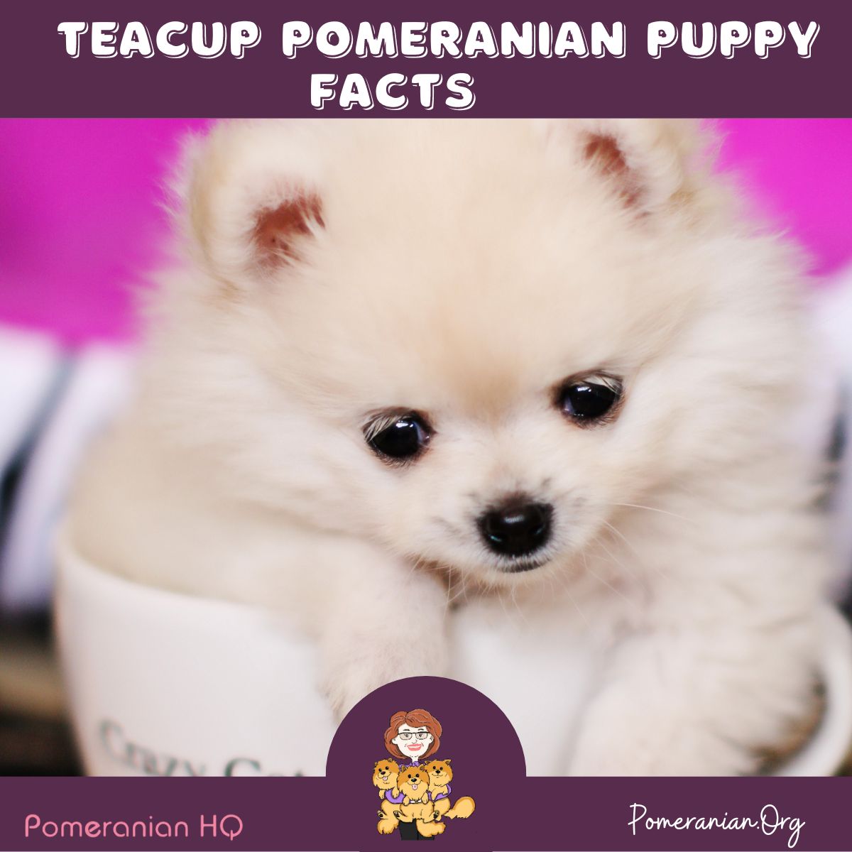 chocolate teacup pomeranian