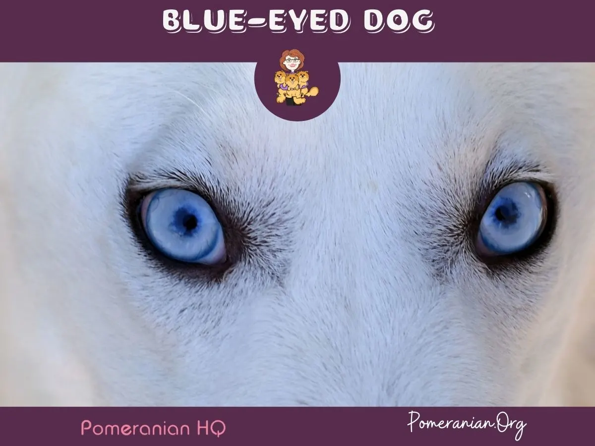 are light blue huskies eyes blind