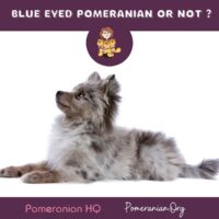 Blue Eyed Pomeranian or Not?