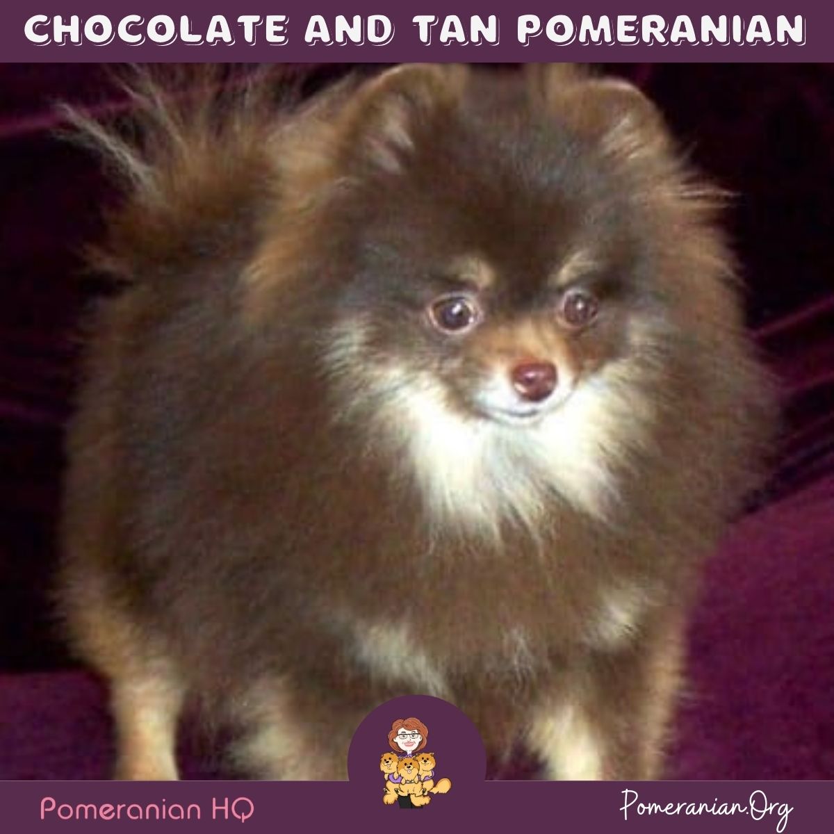 Chocolate and Tan Pomeranian. Breeder Cynthia Wallen, Beau James Pomeranians.