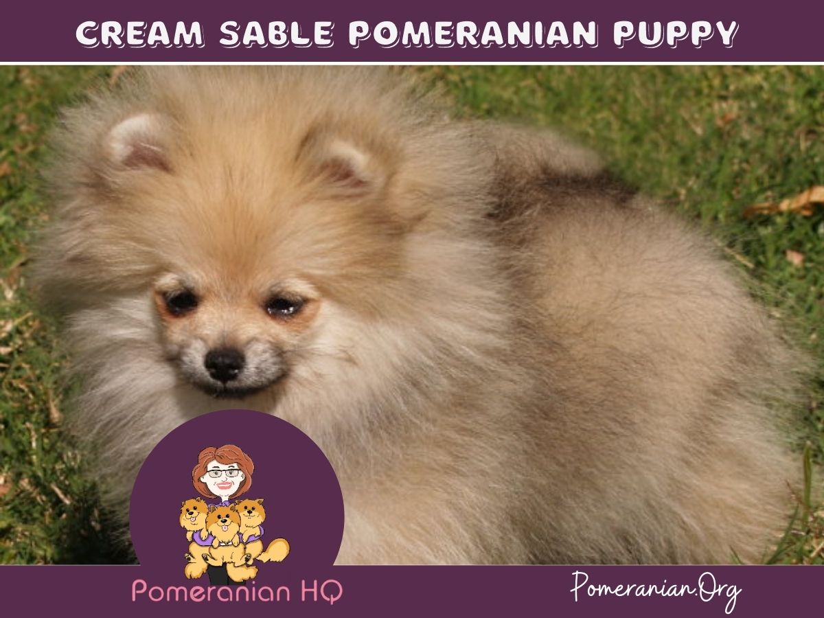 Cream Sable Pomeranian Puppy