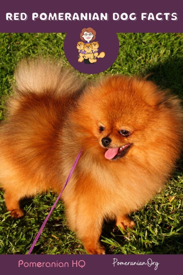 Everything You Need To Know About Red Pomeranian Dogs