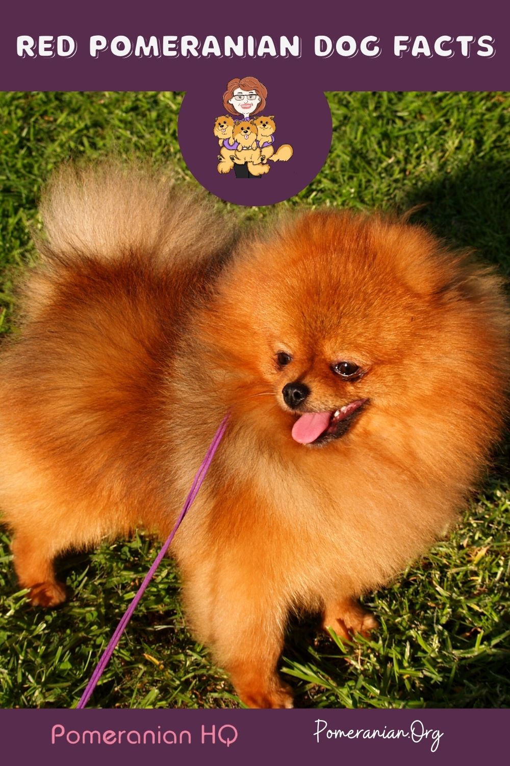 Red Pomeranian Facts