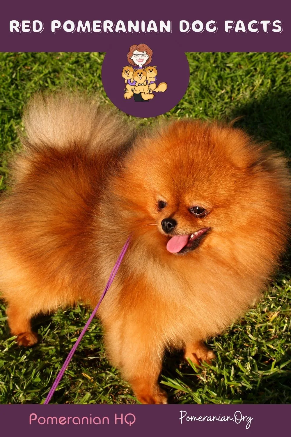 Everything You Need to Know About Red Pomeranian Dogs