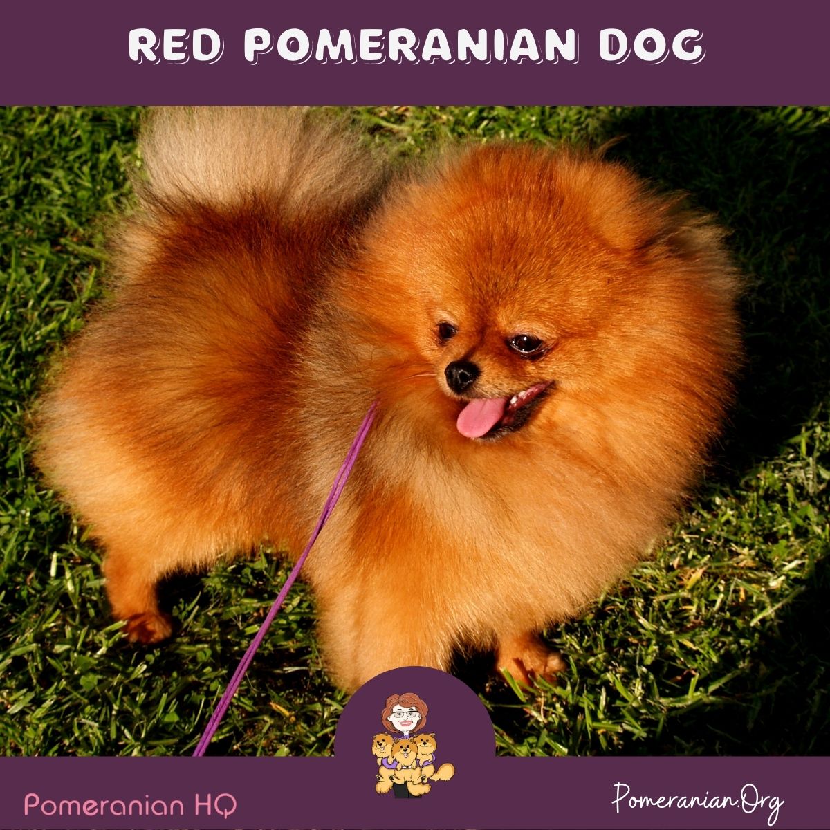 Red Pomeranian