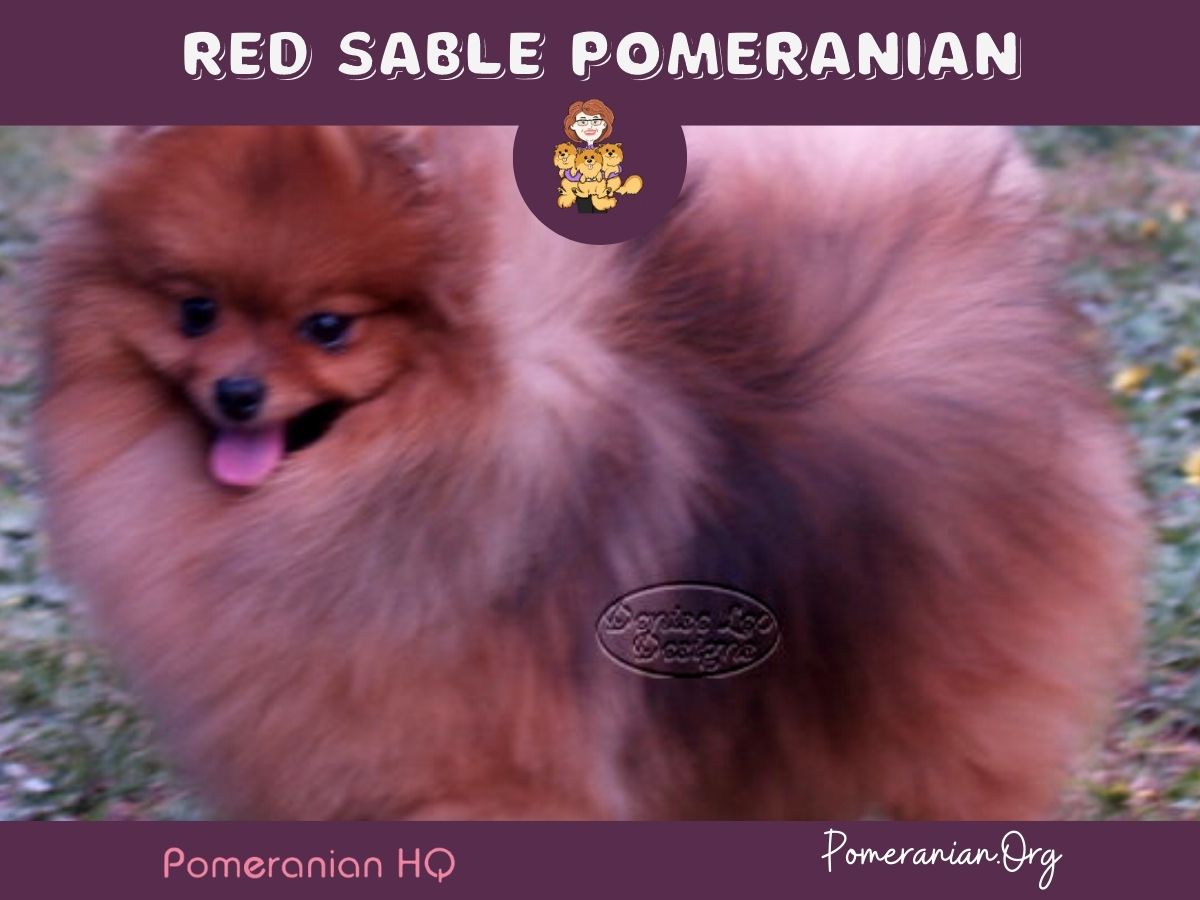 Red Sable Pomeranian