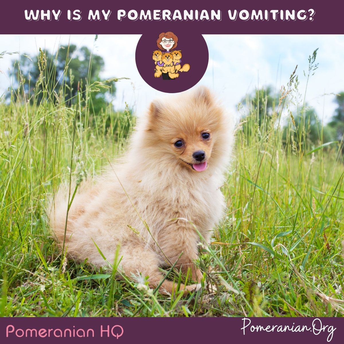 Why Is My Pomeranian Vomiting?