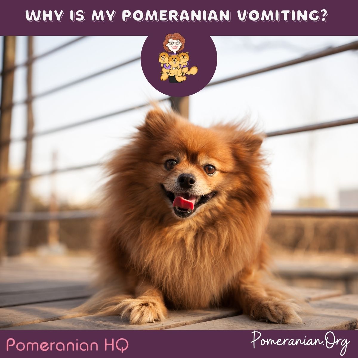 Why is my Pomeranian vomiting?