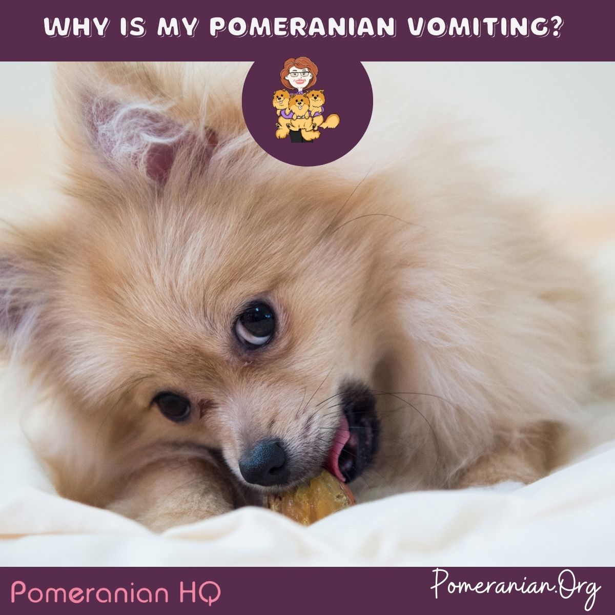 Pomeranian vomiting best sale white foam